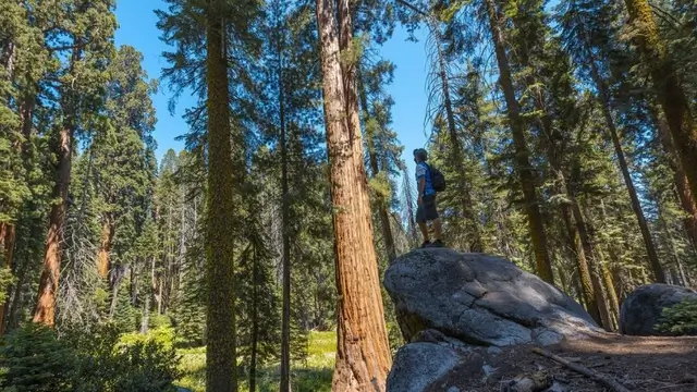 La Pineta di Feniglia